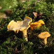 chanterelles