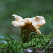 chanterelle