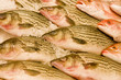 Rows of fresh fish on ice at a seafood market