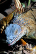 Iguana verde