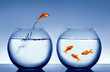 goldfish jumping out of the water goldfish jumping out of the water