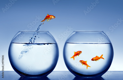 Goldfish Jumping Out Of The Water