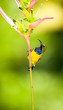 Sunbird perched on Heliconia