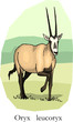 oryx