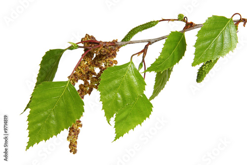 Leaves of a silver birch tree, isolated on white.