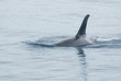 An Orca Whale breeches in Kenai Fjord National park