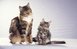 la mere et le chaton maine coon en studio la mere et le chaton maine coon en studio