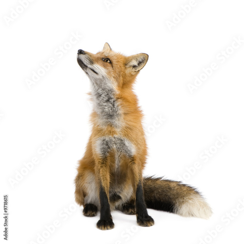 Photo: Red fox (4 years) - Vulpes vulpes in front of a white background Red fox (4 years) - Vulpes vulpes in front of a white background