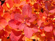 Red leaves background