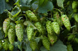 Hopfenpflanze