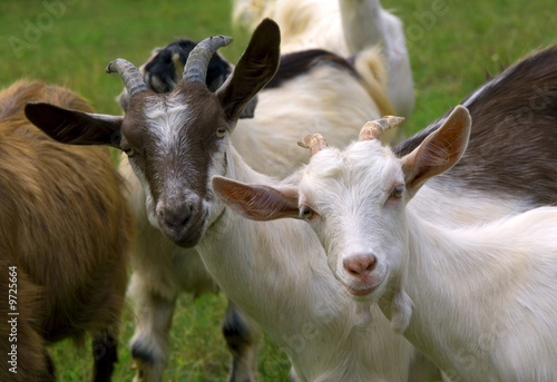 Photo: Herd of goats on mountan meadow Herd of goats on mountan meadow