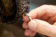 Ring beim polieren