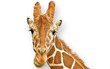 girafe sigean