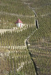The Northern Rhône is most famed as the home of Syrah. The Northern Rhône is most famed as the home of Syrah.