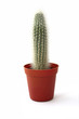 Cactus plant