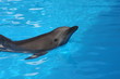 Dolphin in water, smiling Dolphin in water, smiling