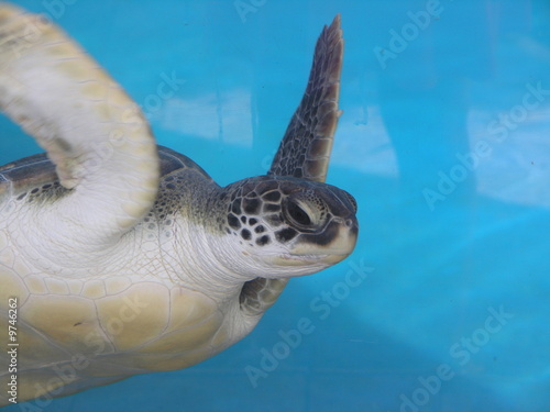 Photo: Turtle Turtle