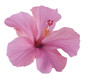 pink hibiscus isolated on white