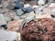 Western Collared