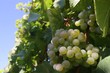 Weinreben im Schattenspiel