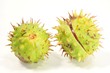 2  conker shells