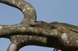 Varan on tree Varan on tree