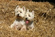 Westie duo interrogatif dans la paille