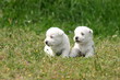 Westie bébé chiots nouveau-nés duo craquant