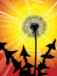 Dandelion silhouette in the sun set