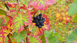 Herbst