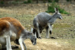 kangourou
