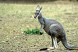 kangourou