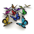 Papillon collection 01