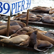Foto: Pier 39 Pier 39
