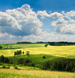 beautiful summer landscape