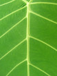 feuille de colocasia