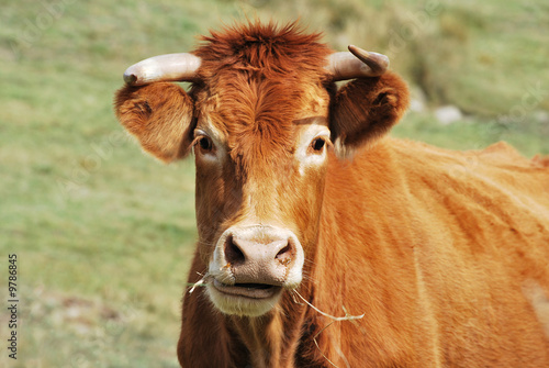 A cow eating grass in the field A cow eating grass in the field