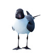 Mouette qui louche sur fond blanc