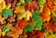 Quadro Herbstblätter