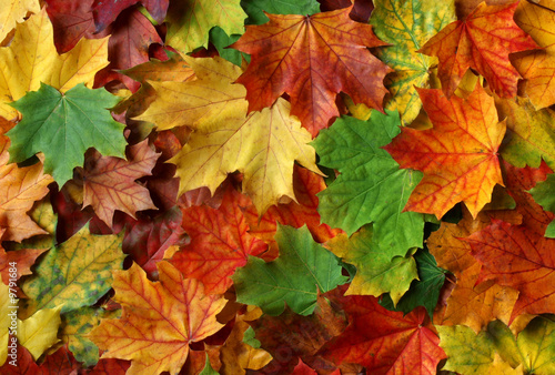 Herbstblätter Herbstblätter