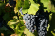 Wein / Provence