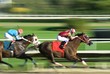 Photo: Two racing horses competing with each other Two racing horses competing with each other