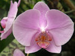 orchidée
