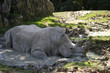 Rhinoceros