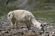 Lama sur les pentes du Pic du Midi de Bigorre (Hautes-Pyrénées) Lama sur les pentes du Pic du Midi de Bigorre (Hautes-Pyrénées)
