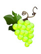 Grappe de raisin blanc
