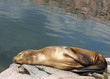 Foto: Seelöwe Seelöwe