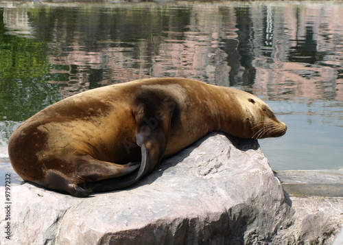 Foto: Seelöwe Seelöwe