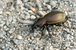 Ground-beetle Ground-beetle