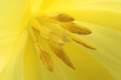 tulip close up macro yellow petal flower pistil stamen
